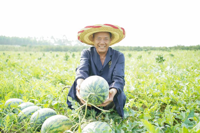 百亩西瓜 喜获丰收