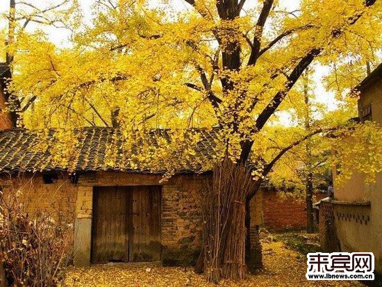 你可能已经厌烦热门景点的那种拥挤和嘈杂,那么不妨随小编一起来看一下国内10个自然景观型小众景点,感受还未被过度开发的那种纯朴和宁静。 NO.1黔东南、桂北侗寨苗寨的秋收梯田 秋天是梯田最迷人的季节,田野渐渐镀上金色,美丽的苗族侗族姑娘挑着篮子,轻盈地穿越梯田,分外妖娆,甚至连那里的风,也是金黄色的。 NO.