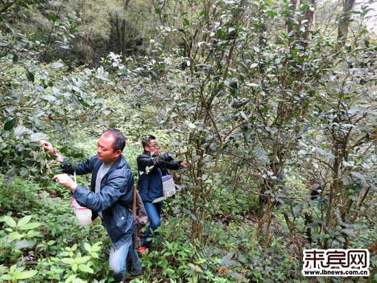 金秀六巷野生茶出山记