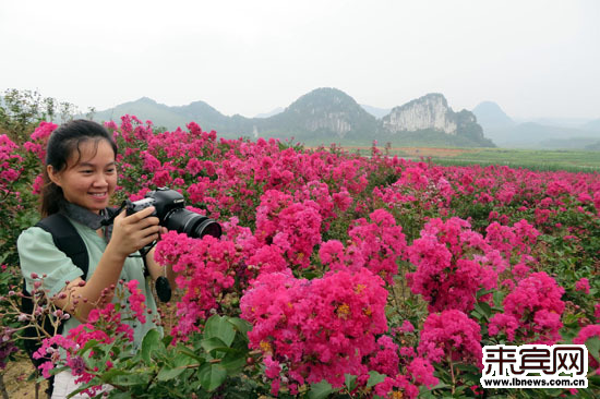 来宾:美国紫薇吸引游客前来观赏