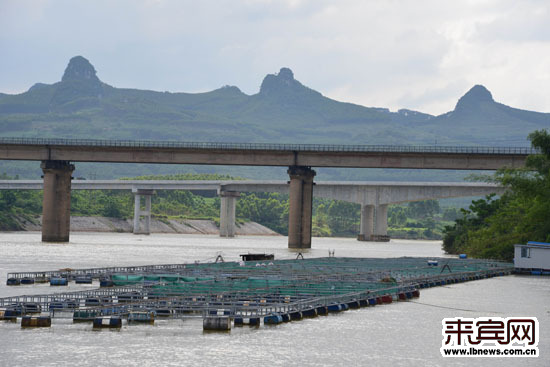 来宾马鞍段生态网箱养鱼基地市场前景广阔