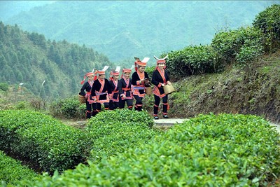 走一次金秀"茶道" 品一杯金秀茶_风景520 有人说:世界瑶都,中国金秀, 一生之中,你不得不去的地方 ,一个你去了不想离开的地方。 有人说:金秀,一座被现代工业遗忘的城市。 ( 金秀县城大门 来源于网络) 金秀,一座处于山中的城市,没有大的企业,没有高高的烟囱,更没有引以为豪的税收,反而是国家级平困县,但是她拥有资源丰富的峰谷,山上八角飘香,杜鹃灿烂,猿猴自由撒泼松鼠随处有家,银衫任意一棵就是国家一级保护植物。更有野茶树值得称道,漫山遍野,造就了金秀茶叶的发展,更充实了当地农民的口袋。 (27日,评茶品茶活动) 这个加1分,那个比