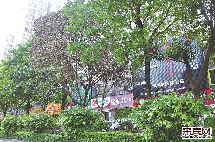 景观树蹊跷死亡 树身现人为伤痕