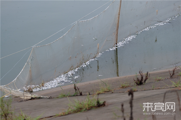象州丰收水库死鱼事件:真有10万公斤鱼被