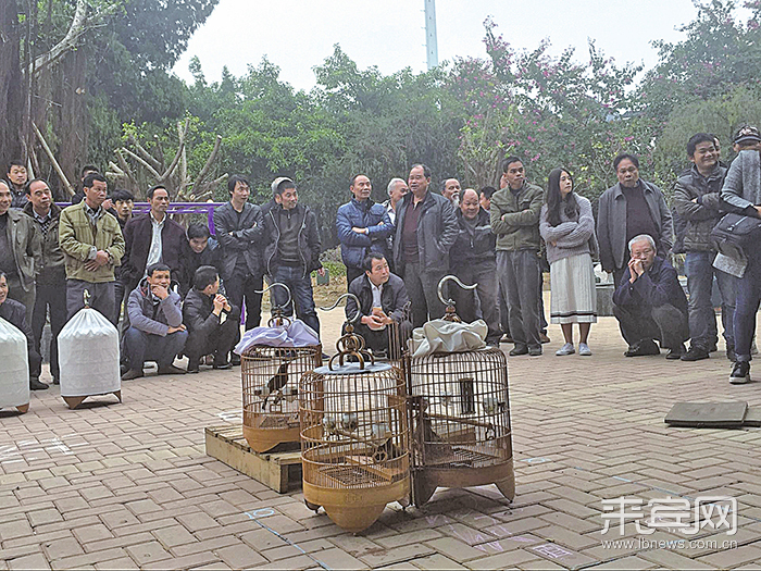 来宾:锣鼓喧天鸡年到 文体活动乐开怀