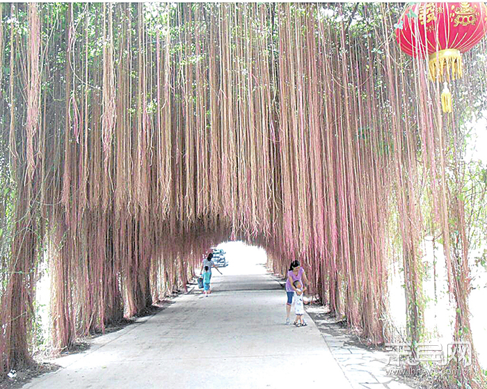 十里花廊次第开 一帘幽梦隐山中