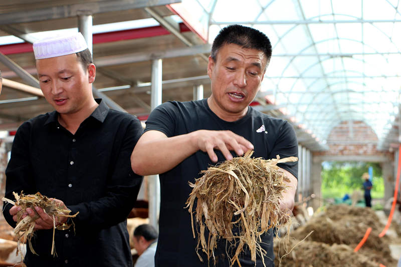 苏银矿（左）和马进福（右）展示“粮改饲”后种植的青贮饲料。