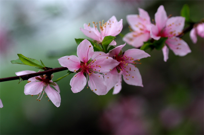 桃花三月雨简谱_三月桃花心中开简谱(2)