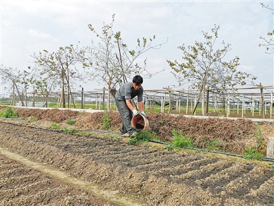 李建辉在给蔬菜施肥。 李建辉在给蔬菜施肥。