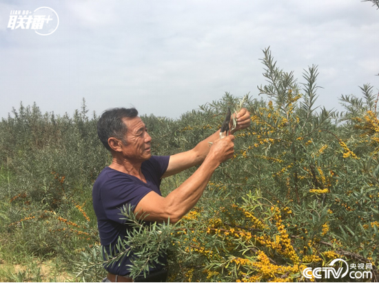 　在库布其沙漠中的白土梁林场沙棘林内，林场管理员邓胜利展示沙棘树剪枝育苗技术。当地通过种植沙棘，既解决了荒漠化问题，又帮助农牧民增收，实现了生态和经济双重效益。